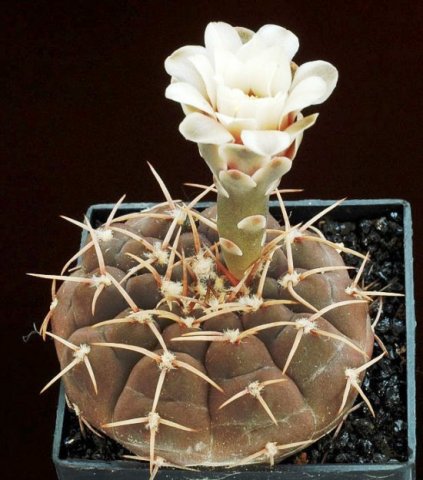 Gymnocalycium_piltziorum